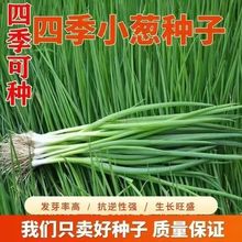 四季小香葱种子 阳台盆栽蔬菜种子易种植四季播种小香葱种子