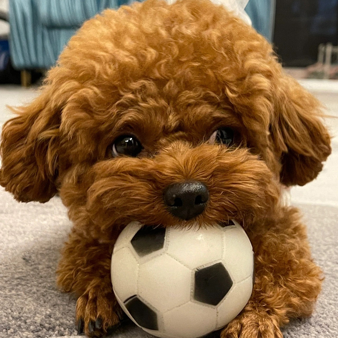 犬舍直销爆红小体泰迪幼犬泰迪茶杯犬卷毛宠物活物灰色泰迪狗活体