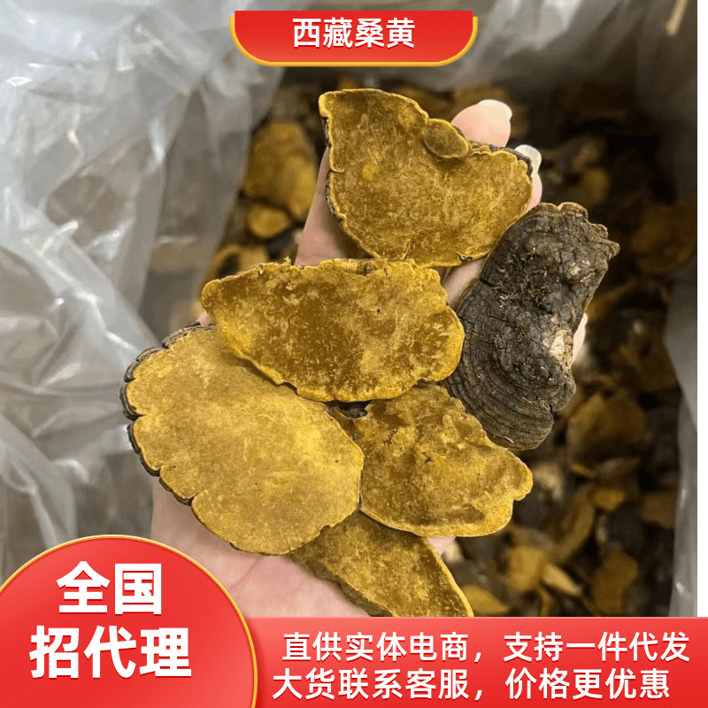 助农西藏桑黄野外深山桑树采摘灵芝整朵小桑黄药食同源滋补品批发