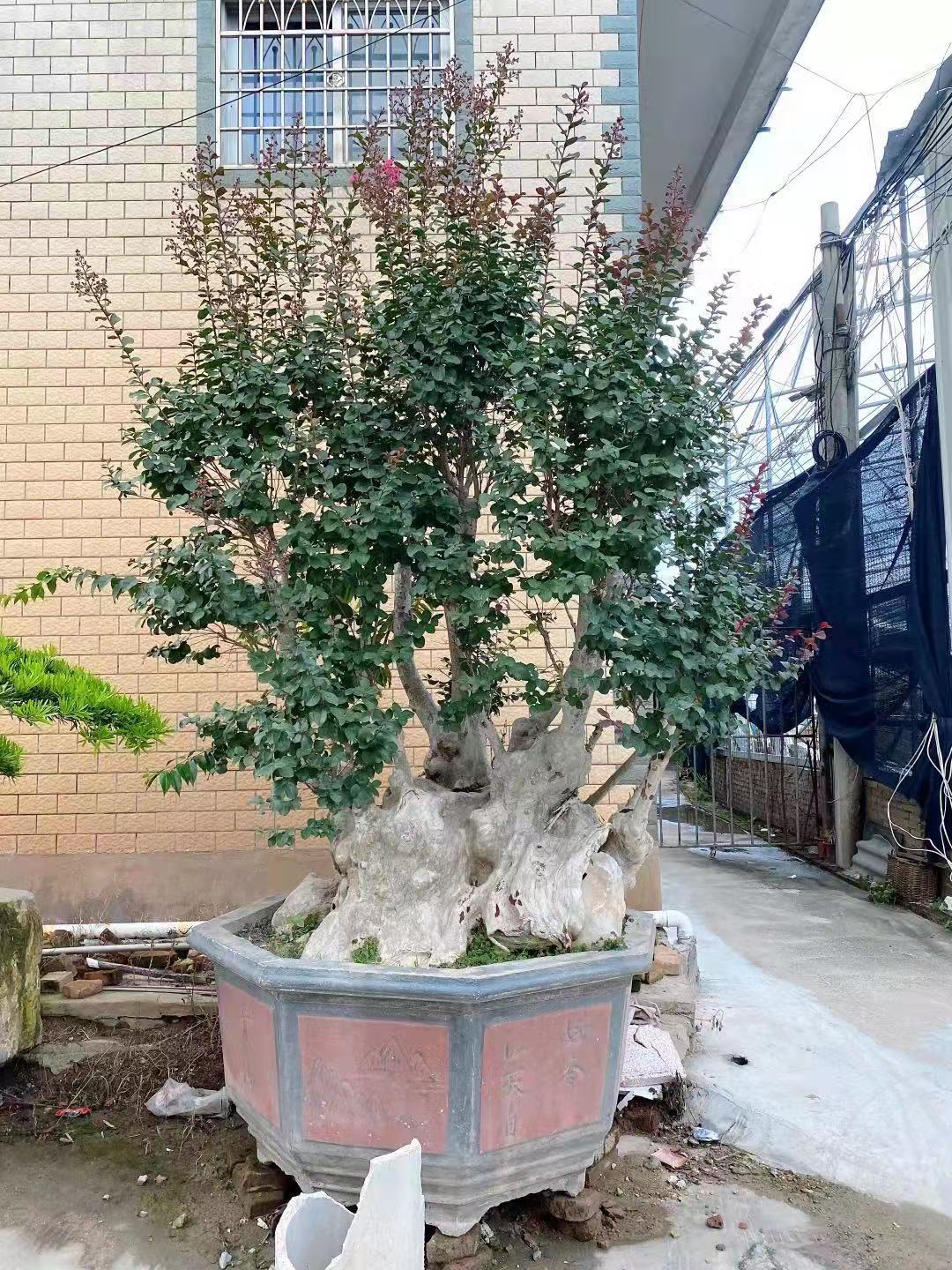 紫薇树桩 紫薇古桩 紫薇桩景 丛生紫薇 紫薇桩头 紫薇盆栽