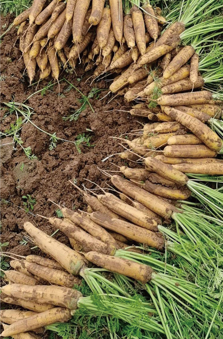 常丰甜脆齐头黄胡萝卜种子四季农田菜园可播黄胡萝卜种籽厂家批发