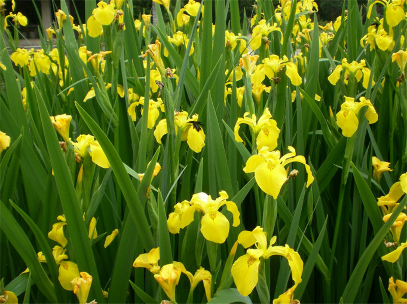 供水生植物:黄菖蒲又叫黄花鸢尾