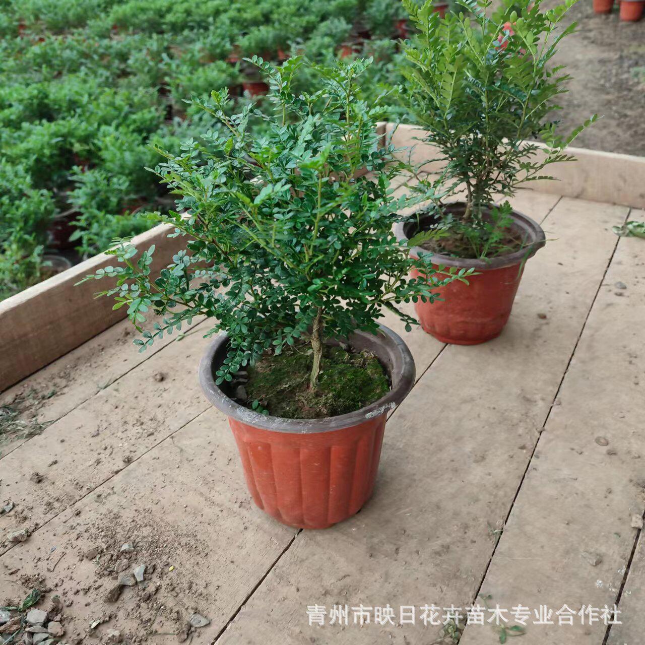 清香木盆栽花批发 胡椒木驱蚊多种规格基地量大树苗小苗 清香树苗