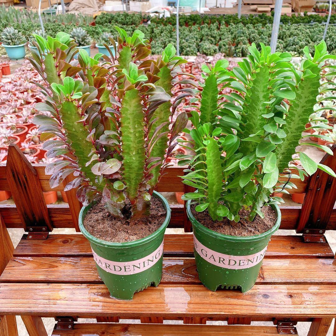 青红龙骨多肉植物仙人掌盆栽室内阳台美观吸甲醛辐射植物