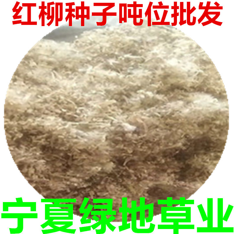 红柳种子怪柳林木种子沙漠绿化防风固沙西北种植多年生红柳树种子