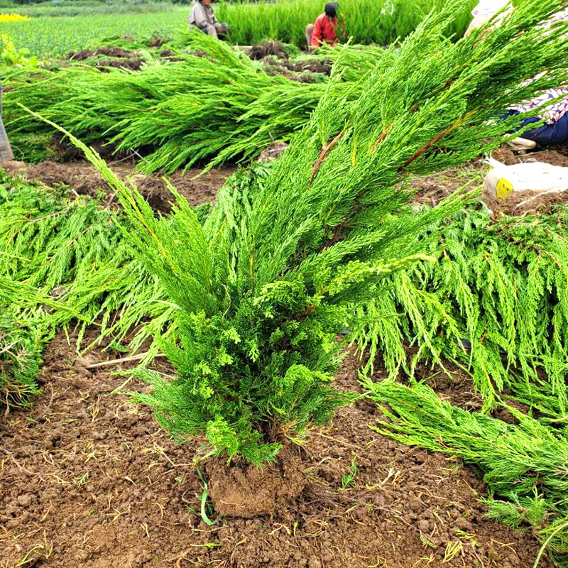 产地批发绿化 沭阳小龙柏 20冠幅龙柏 规格齐全 园林绿化植物