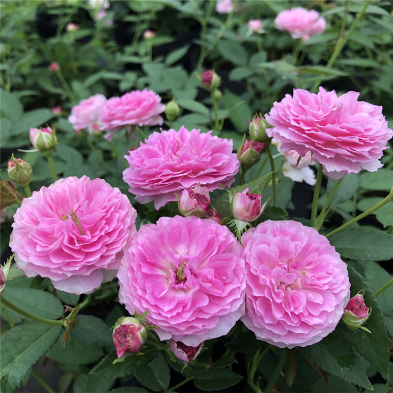 玛姬婶婶 丰花微月 多季开花 盆栽阳台花园庭院 玫瑰月季花苗浓香