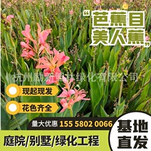 【美人蕉小苗】水生植物红花黄花粉花紫叶美人蕉小苗花叶美人蕉