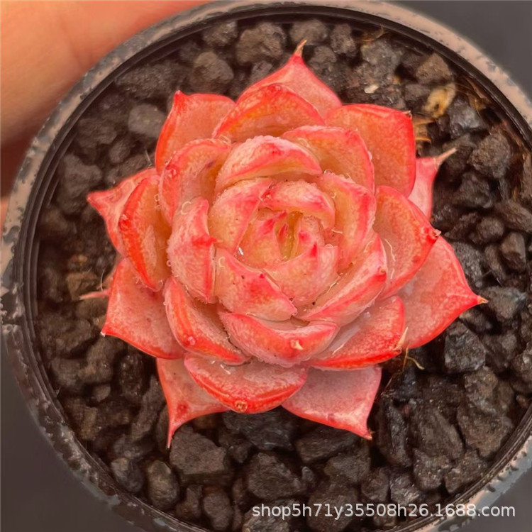 862多肉植物精品限量批发 朱子玉8cm盆多肉贵货品种品相一流裸根