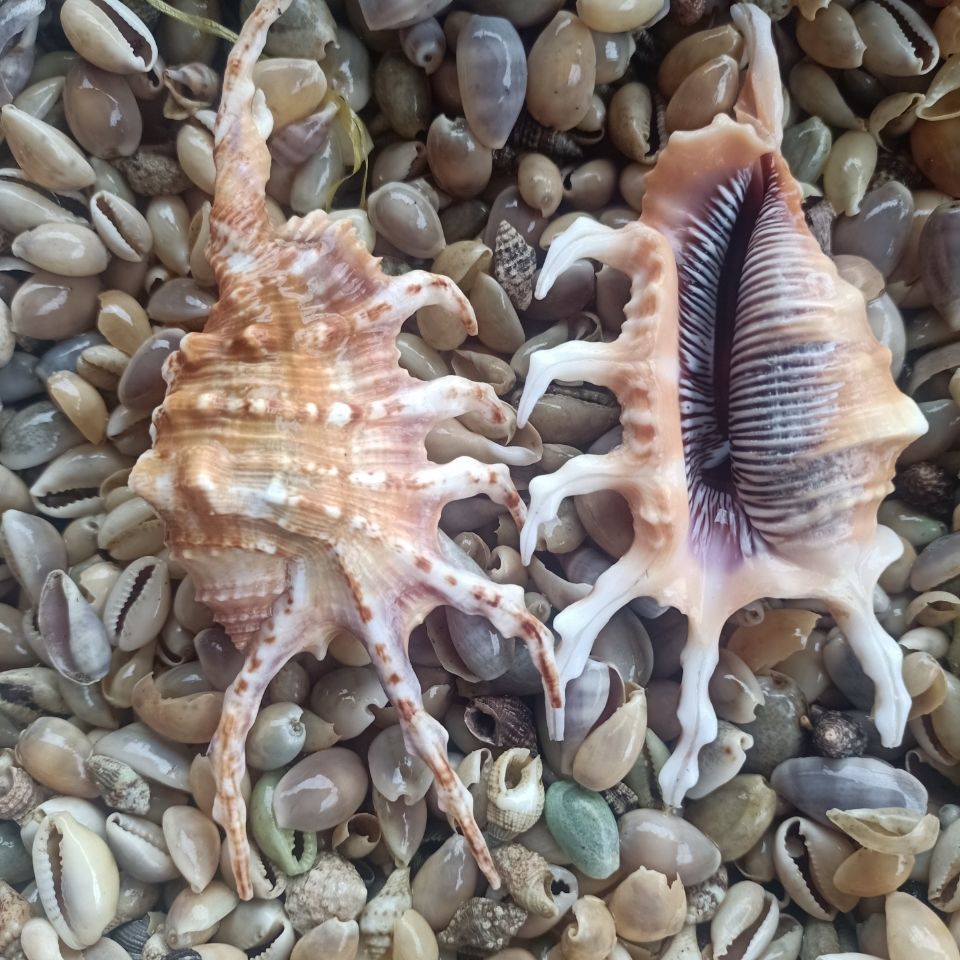 天然小海螺贝壳七角螺工艺品家装饰品鱼缸造景