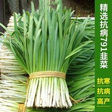 791宽叶韭菜种籽 耐寒春秋不休眠子阳台盆栽种植耐热寒蔬菜种