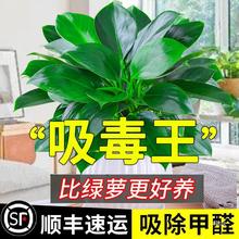 金钻盆栽植物绿萝箩室内花卉水培绿植好养发财树多肉新房吸除甲醛