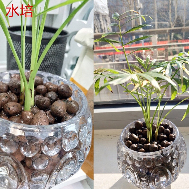 土石陶粒土多肉植心球花卉垫底绿萝铺面防烂根园艺水培君子兰
