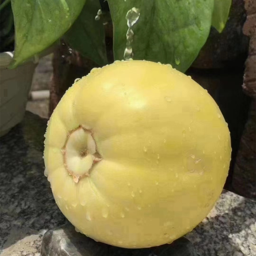 【山东"小蜜蜂"星甜蜜罐小甜瓜】蜜甜多汁现摘5斤新鲜水果代发