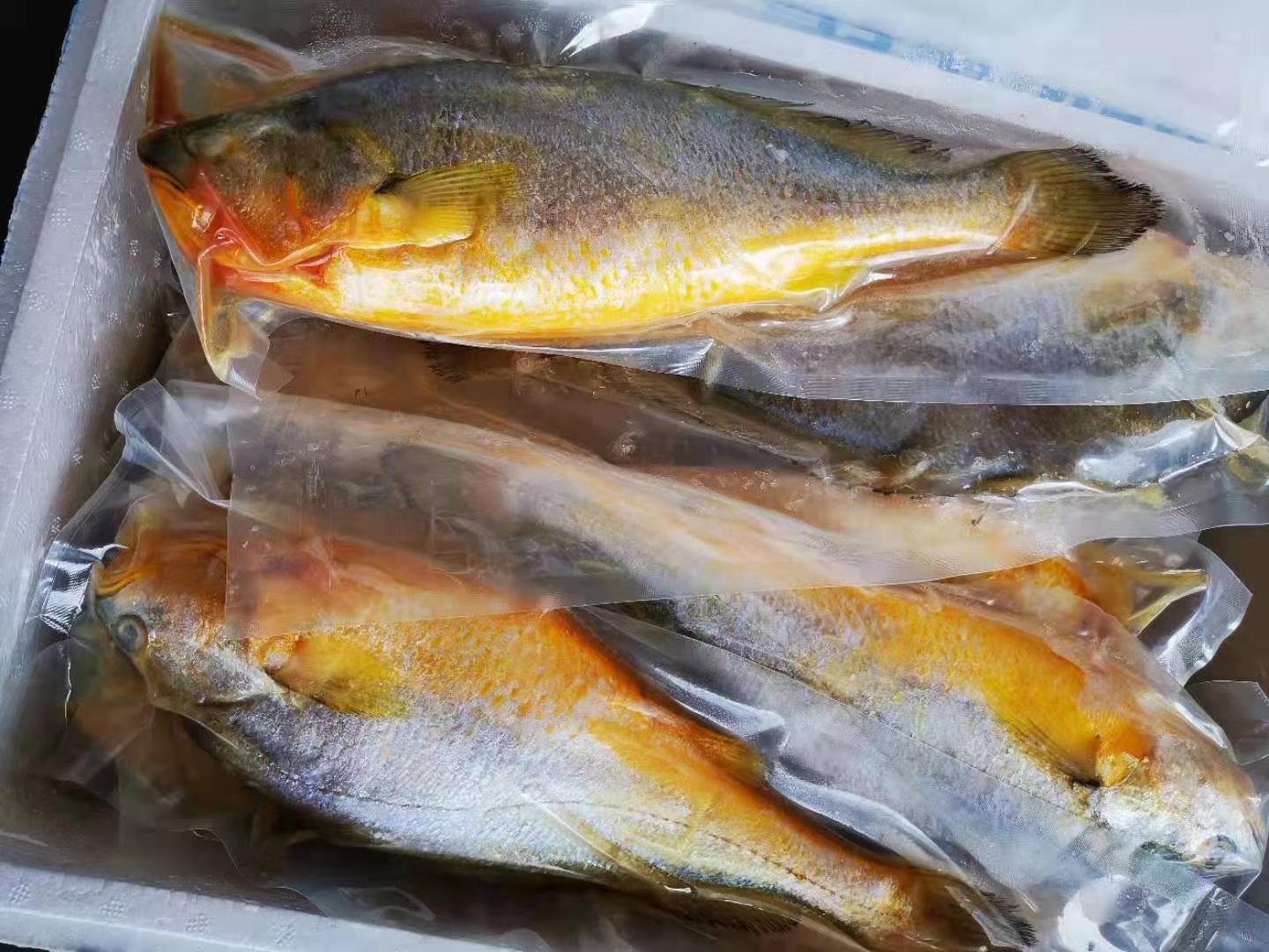 批发供应冰鲜冷冻大黄鱼 黄花鱼 酒店食材