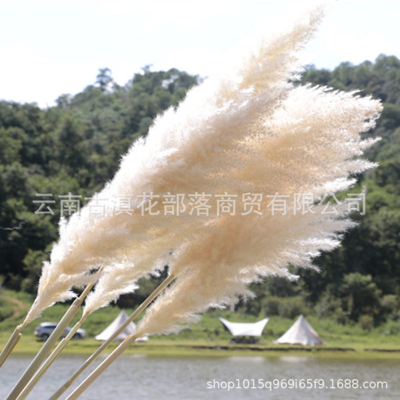 大芦苇 芦苇干花批发 蒲苇网红干花婚庆道具软装橱窗布置跨境干花
