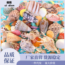 天然贝壳海螺海星鱼缸造景手工diy打孔漂流瓶装饰卷贝鱼寄居蟹壳