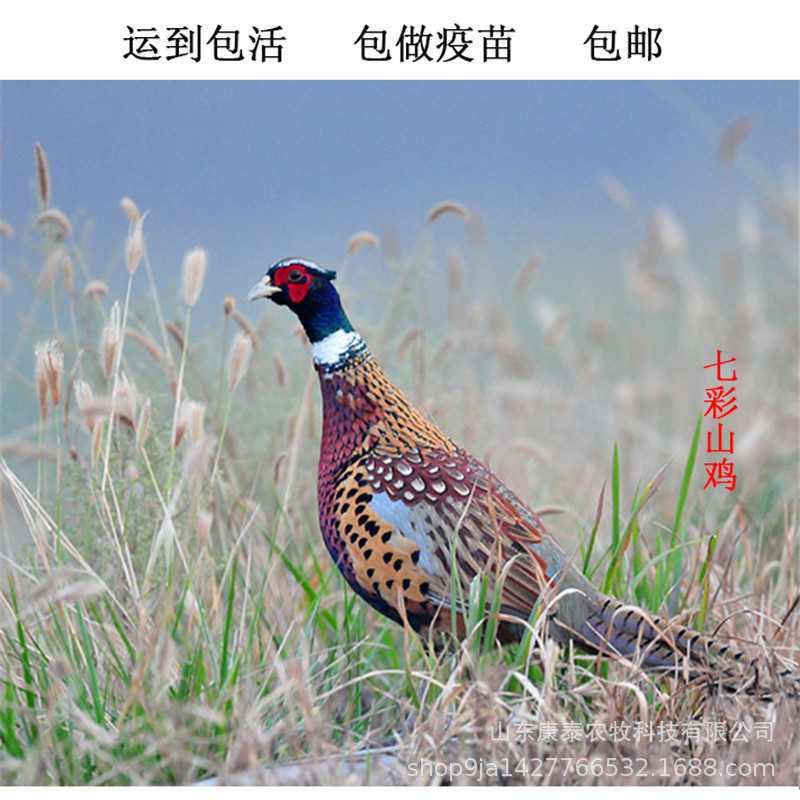 供应山鸡苗林下饲养七彩山鸡苗出售