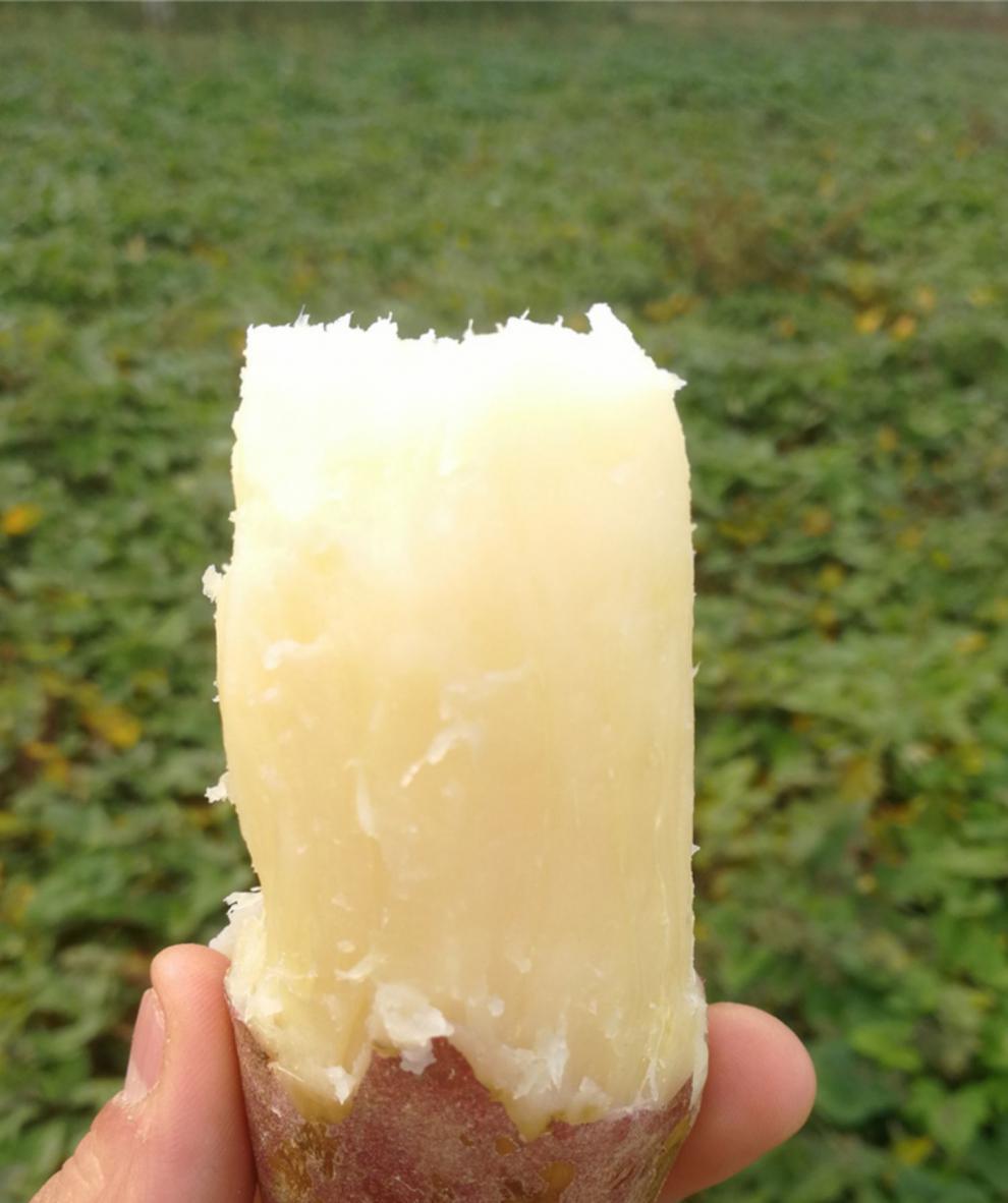 冰糖心哈密薯新鲜现挖粉糯甜白蜜地瓜红薯山芋田糯白皮白心番薯