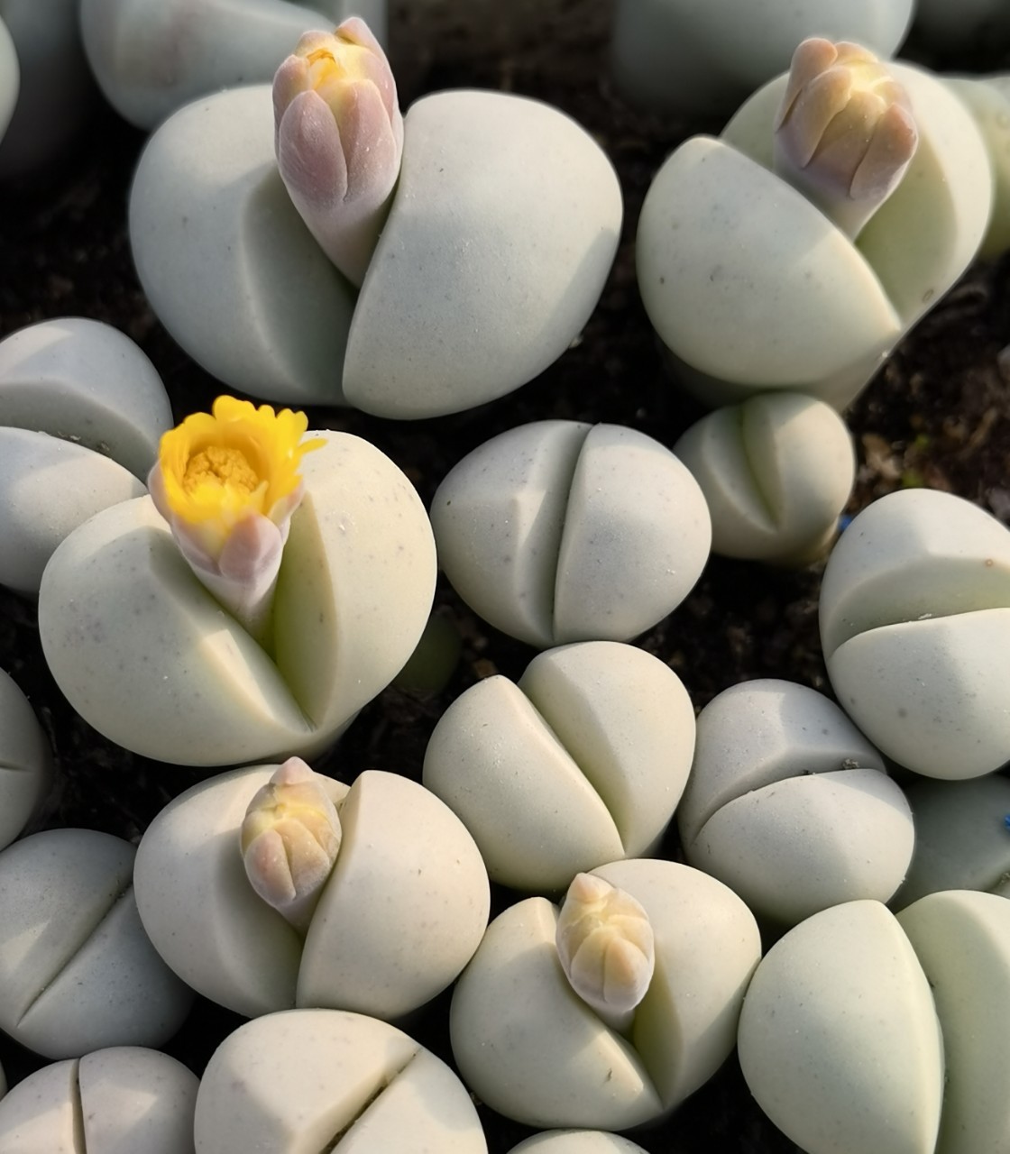 基地大棚直供春桃玉大母本开花株多肉植物花卉绿植小盆栽园艺室内