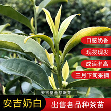 安吉奶白茶苗 安吉皇金芽茶苗 奶白茶叶苗 浙江茶苗批发