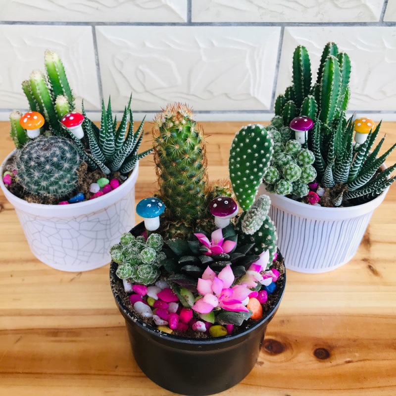 仙人掌盆栽防辐射仙人球自由组合搭配仙人球多肉办公室植物简约