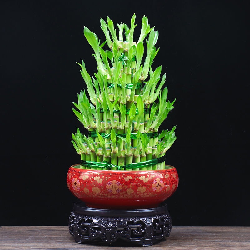 步步富贵竹搬家乔迁摆件家中盆栽植物客厅招财茶桌绿植竹塔