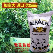 苜蓿草种籽多年生四季养殖喂鸡鸭鹅牛羊鱼草牧草紫花苜蓿草籽种子