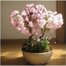 进口日本樱花种子樱花树种子林木种子花卉种子20粒装易种易活花籽