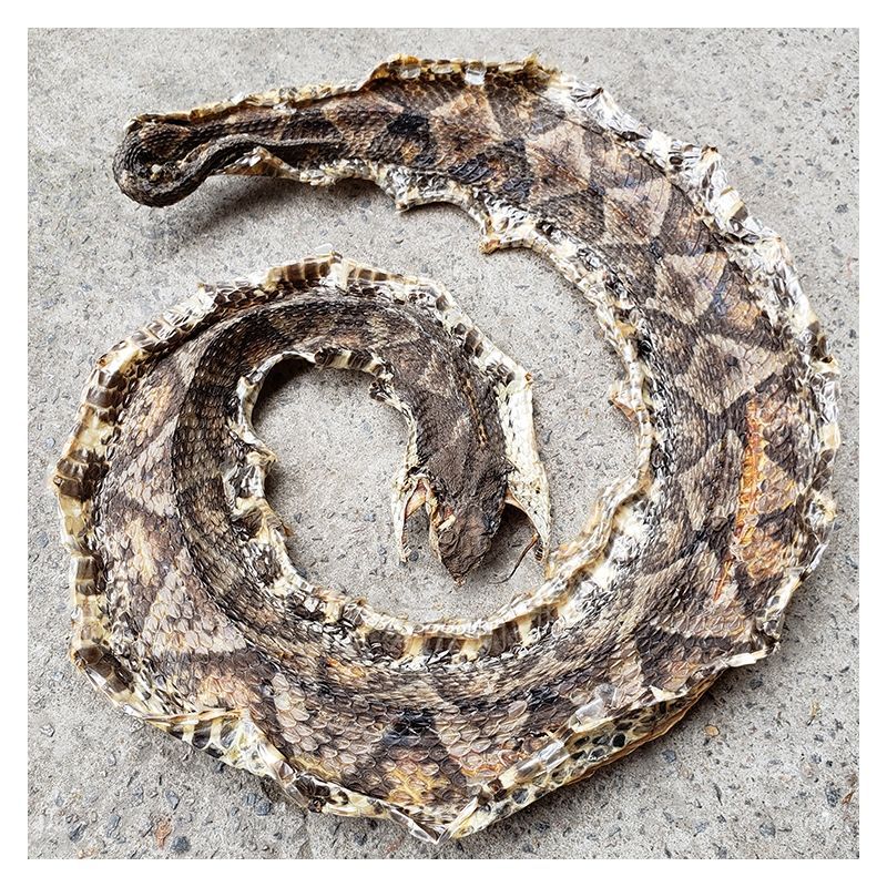 蕲蛇 五步蛇干 八步蛇 蕲蛇干 眼镜蛇蝮蛇白花蛇