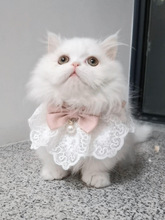 宠物猫咪衣服秋装仙女布偶猫秋季小猫幼猫秋天裙子装饰品秋冬装扮