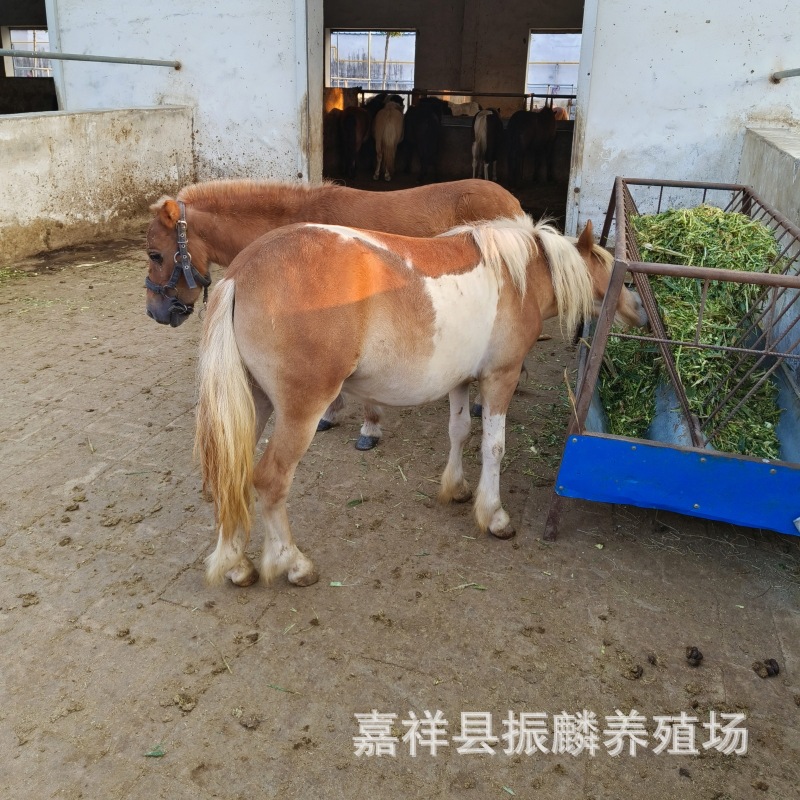 矮马养殖场 出售设特兰小矮马活体 设得兰矮马多少钱一匹 宠物马