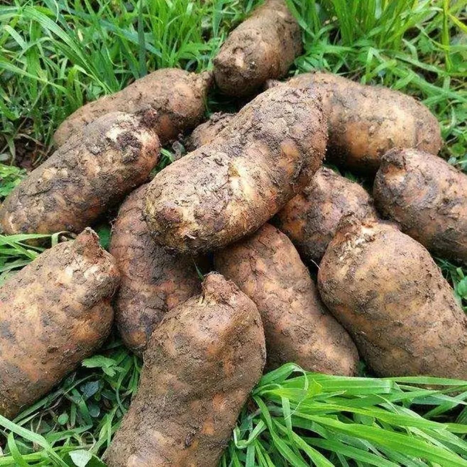 新鲜优质优质非云南昭通优质非通用优质180天现挖直供