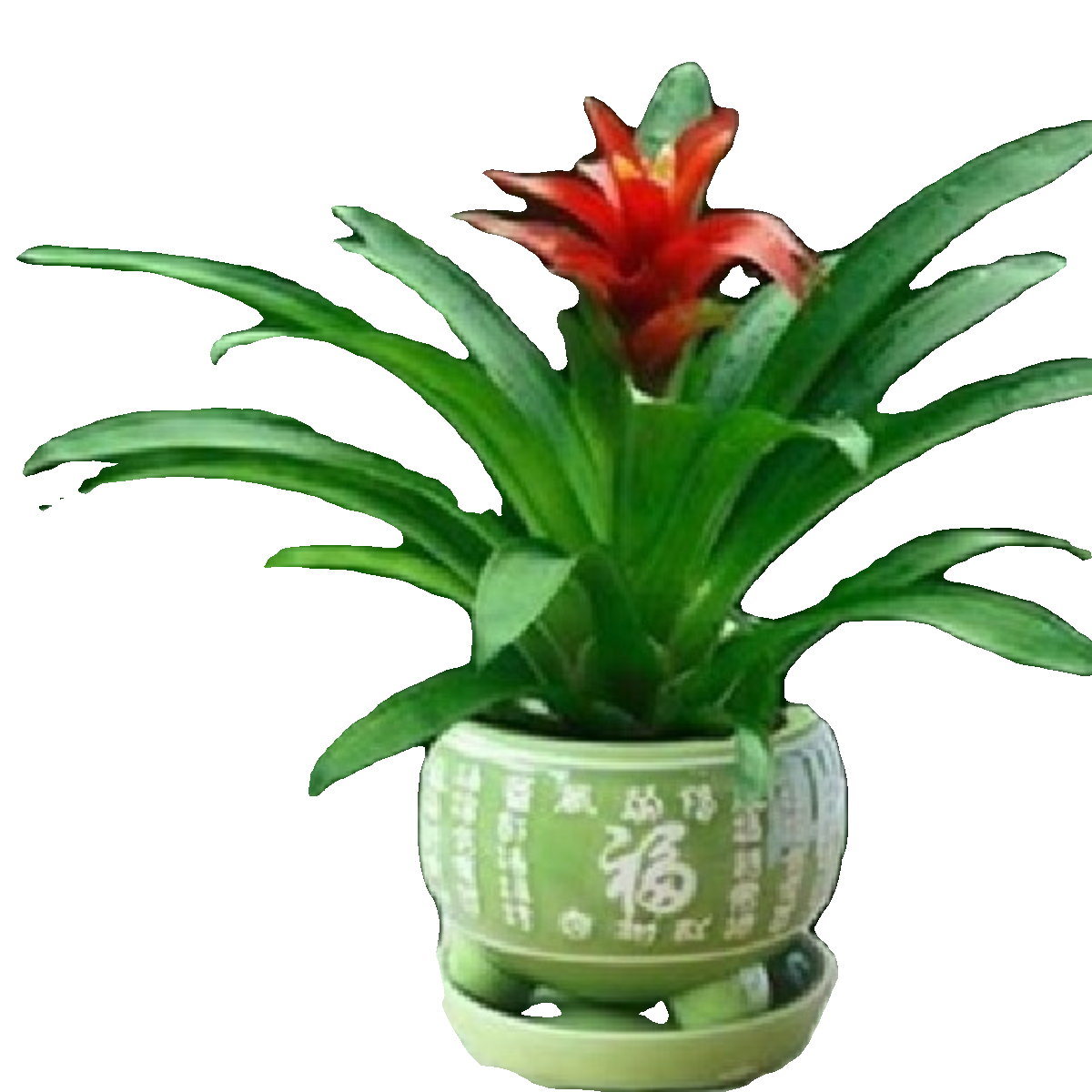 鸿运当头四季陶瓷盆红星花卉盆景水培植物室内绿植鲜花苗带花凤梨