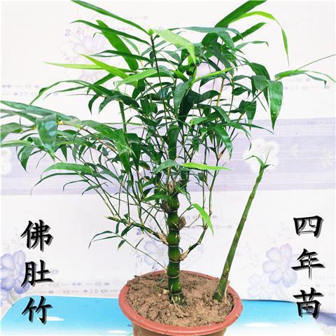 罗汉竹佛肚竹盆栽老桩四季常青植物办公室内客厅矮化盆景花卉绿植