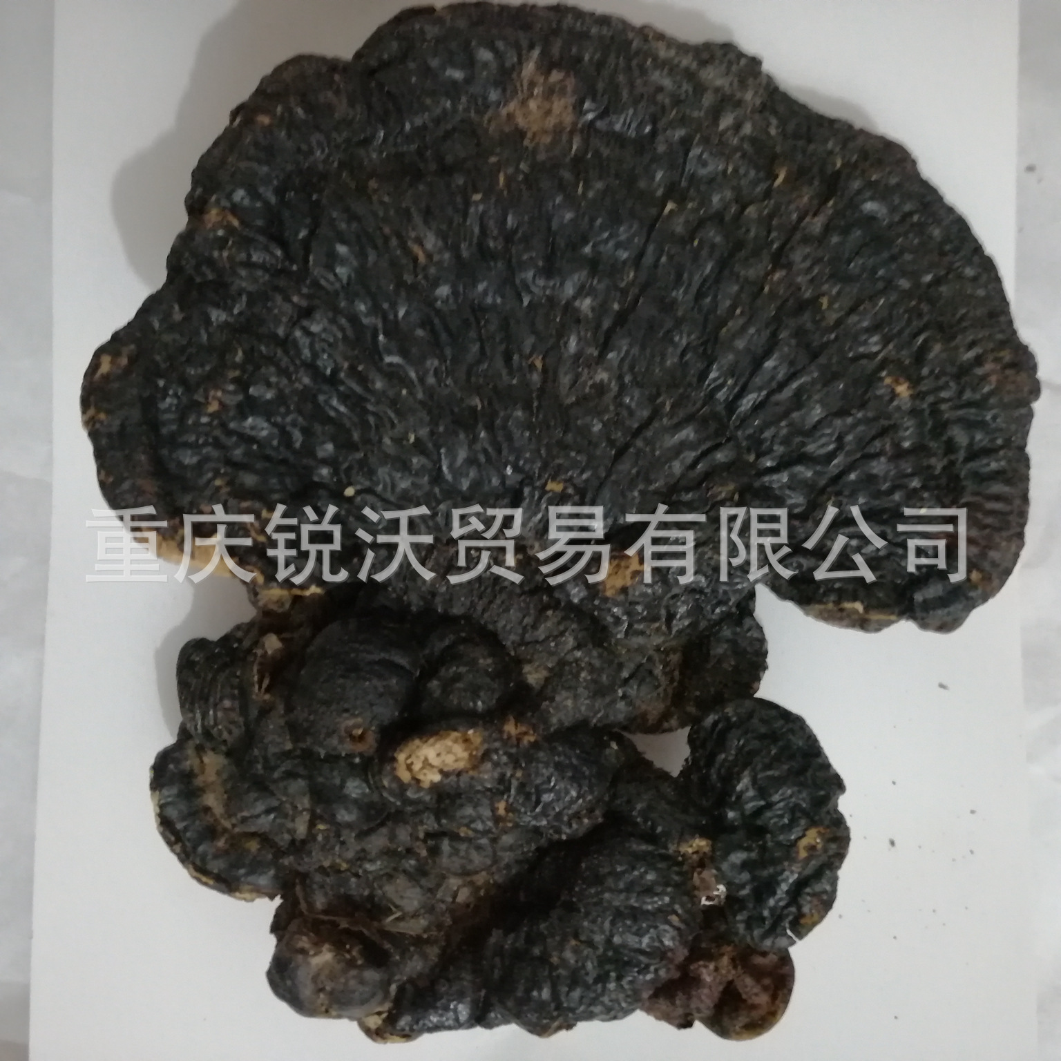 1公斤批发新货干品大个薄皮黑灵芝薄树灵芝菌薄树芝
