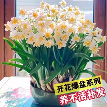 水培植物水仙花重瓣种球盆栽室内开花植物郁金香花卉绿植带花发货