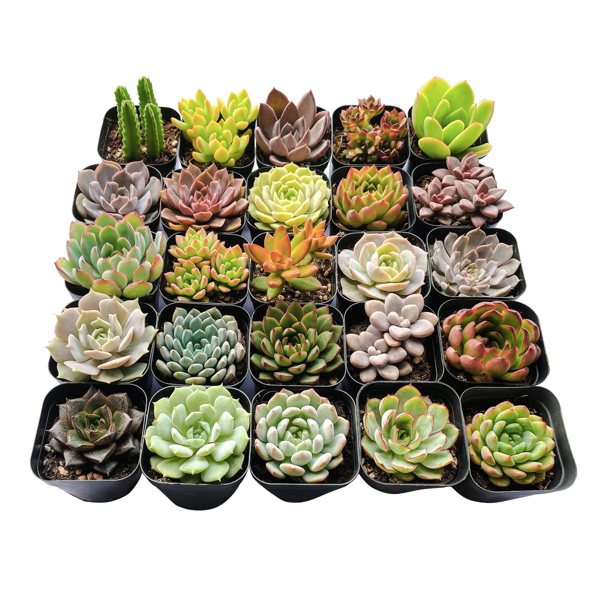 多肉植物批发整箱装多肉批发办公室花卉组合摆摊肉肉基地自产自销