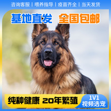 德国牧羊犬狗狗活体出售纯种双血统弓背警犬黑背德牧宠物犬狗动物