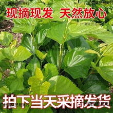 桑叶树苗 养蚕新鲜桑叶现摘嫩桑叶蚕饲料蚕宝宝小蚕大蚕虫吃桑叶