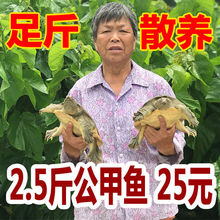 爆款产地直供足斤【鲜活甲鱼 包活送达】大甲鱼活体王八中华海鲜