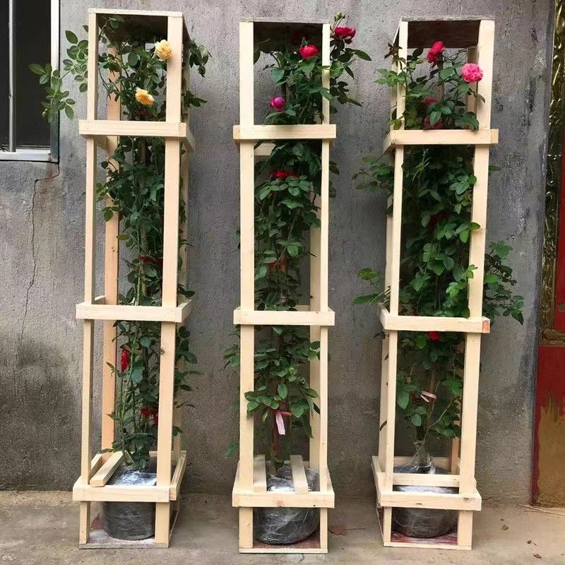 四季开花爬藤蔷薇花苗重瓣母本大苗藤本月季攀援植物盆栽玫瑰花藤