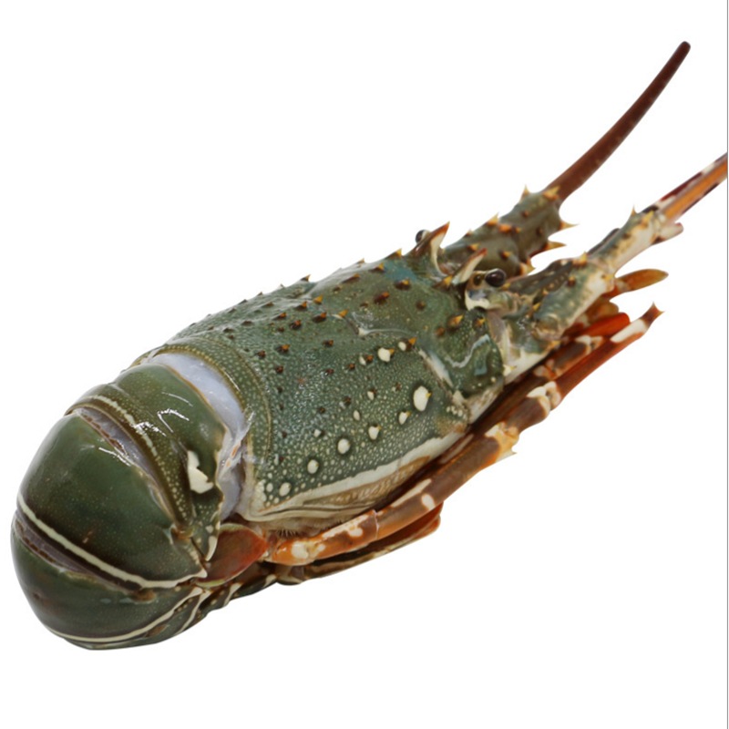 新鲜现冻小青龙虾锦绣龙虾海鲜东山岛青龙虾现冻青龙仔大龙虾批发