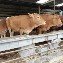 鲁西黄牛 安格斯肉牛苗养殖鲁西黄牛 小牛 肉牛犊子