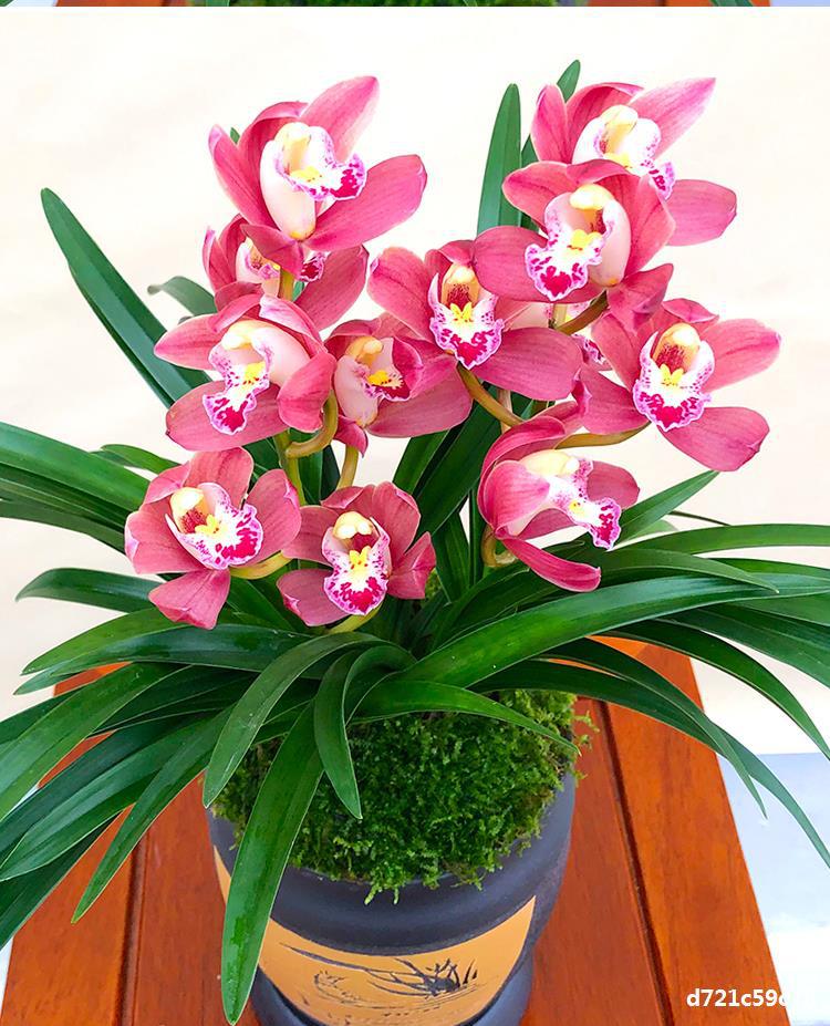 兰花【夜来香】矮种建兰盆栽室内四季植物观花客厅花卉兰草兰花苗