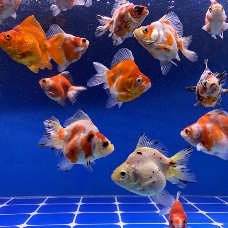 金鱼批发鹤顶红子头鎏眼冷水观赏鱼好养耐活冷水宠物鱼包活亚马逊