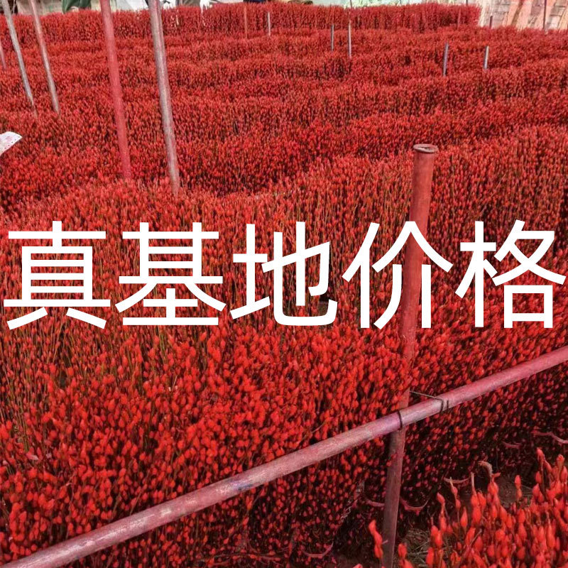 银柳基地批发银柳干花四川成都直供红色银柳真花鲜枝七彩色年宵花