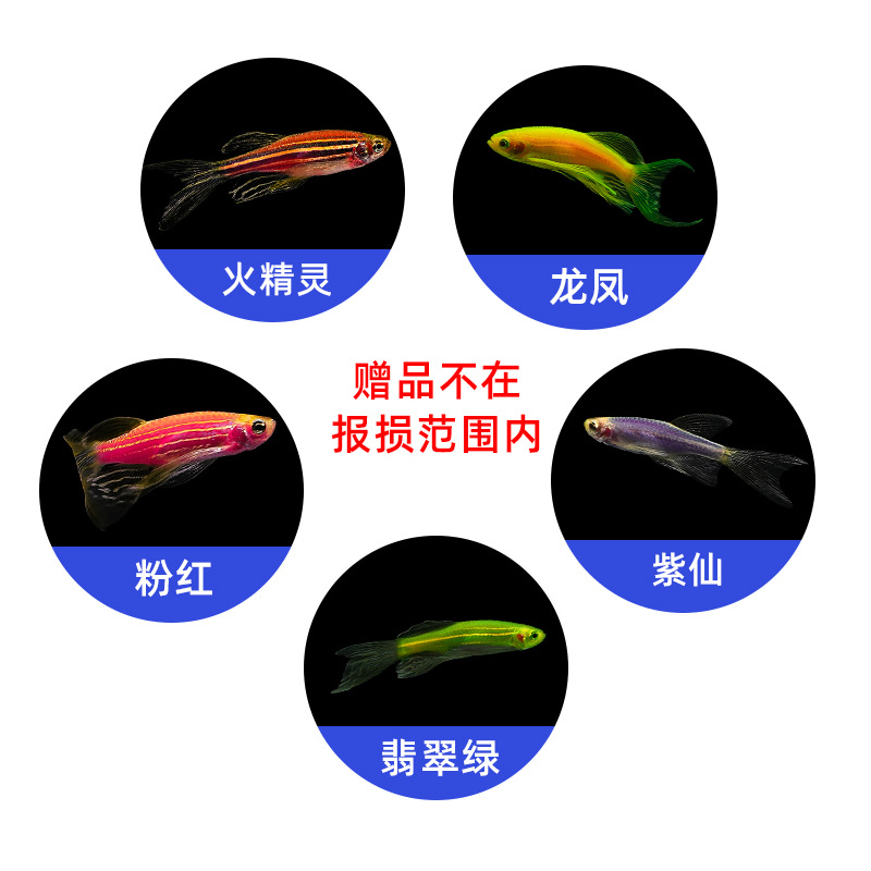 稀有荧光蝶翼长尾翡翠绿斑马鱼灯种小型热带观赏鱼苗冷水淡水宠物