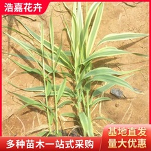 花叶芦竹 水生花卉植物庭院池塘观赏水景园艺 水生观赏植物
