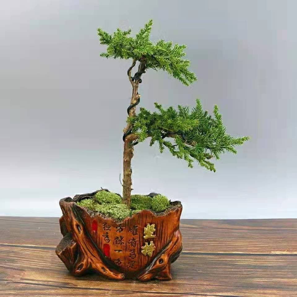 迎客松2022新品微型真树盆景罗汉松盆景造型室内外耐寒耐冻新植物